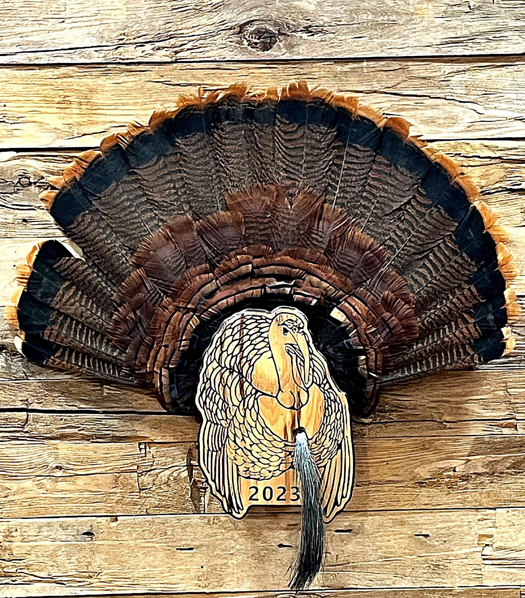 Mounted turkey tail feathers displayed on a wooden backdrop with a carved turkey image labeled 2023.